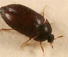 black carpet beetle