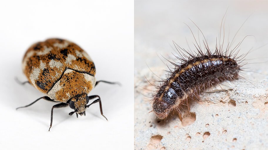 carpet beetles
