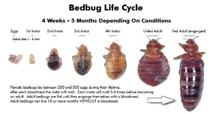 bed bug life cycle bed bug Preparation