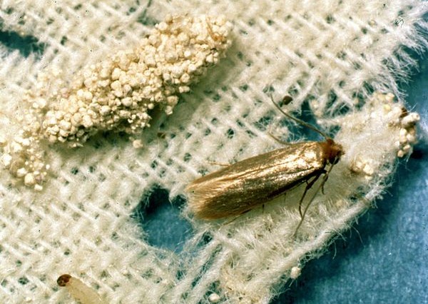 Clothing moth preparation